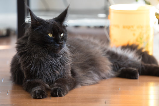 black ragdoll cat in hot weather